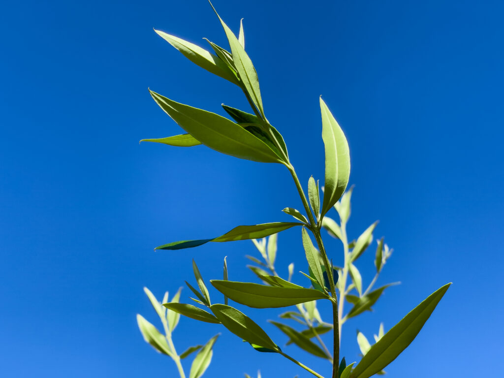 Wild Olive