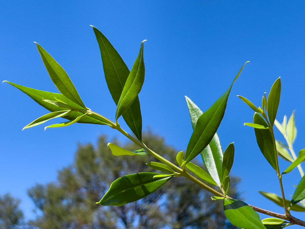 Wild Olive