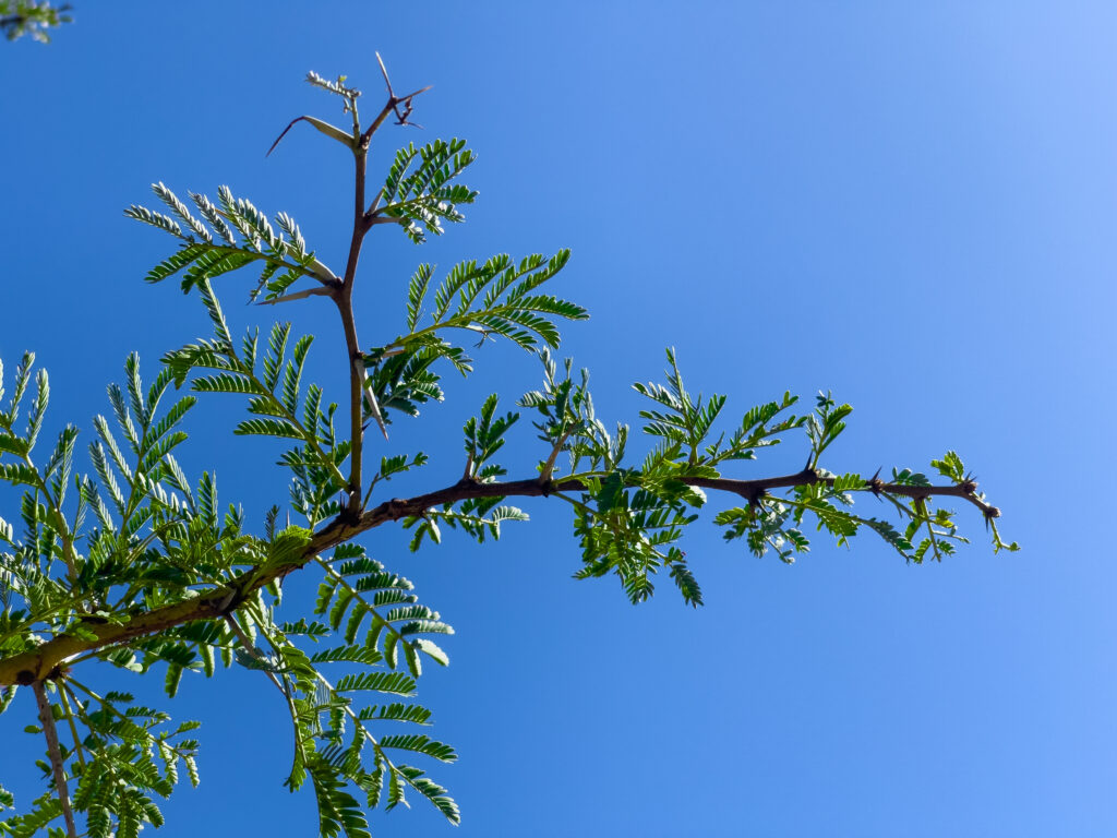 Fever Tree