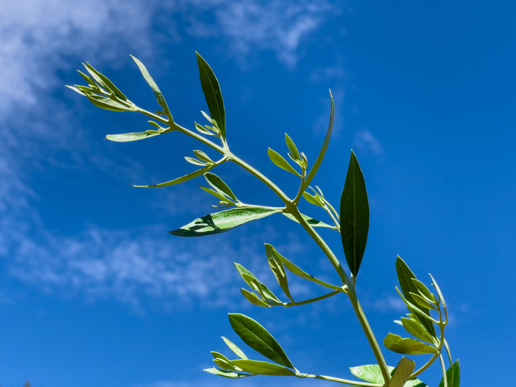 Olive Tree Fruit