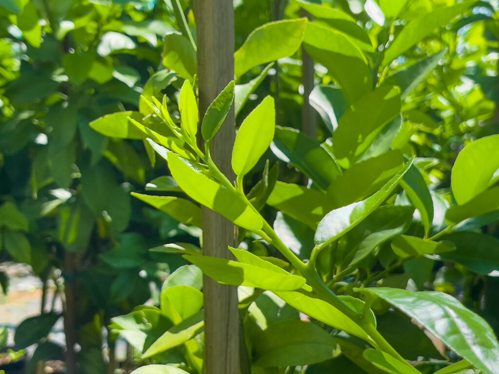 Limes